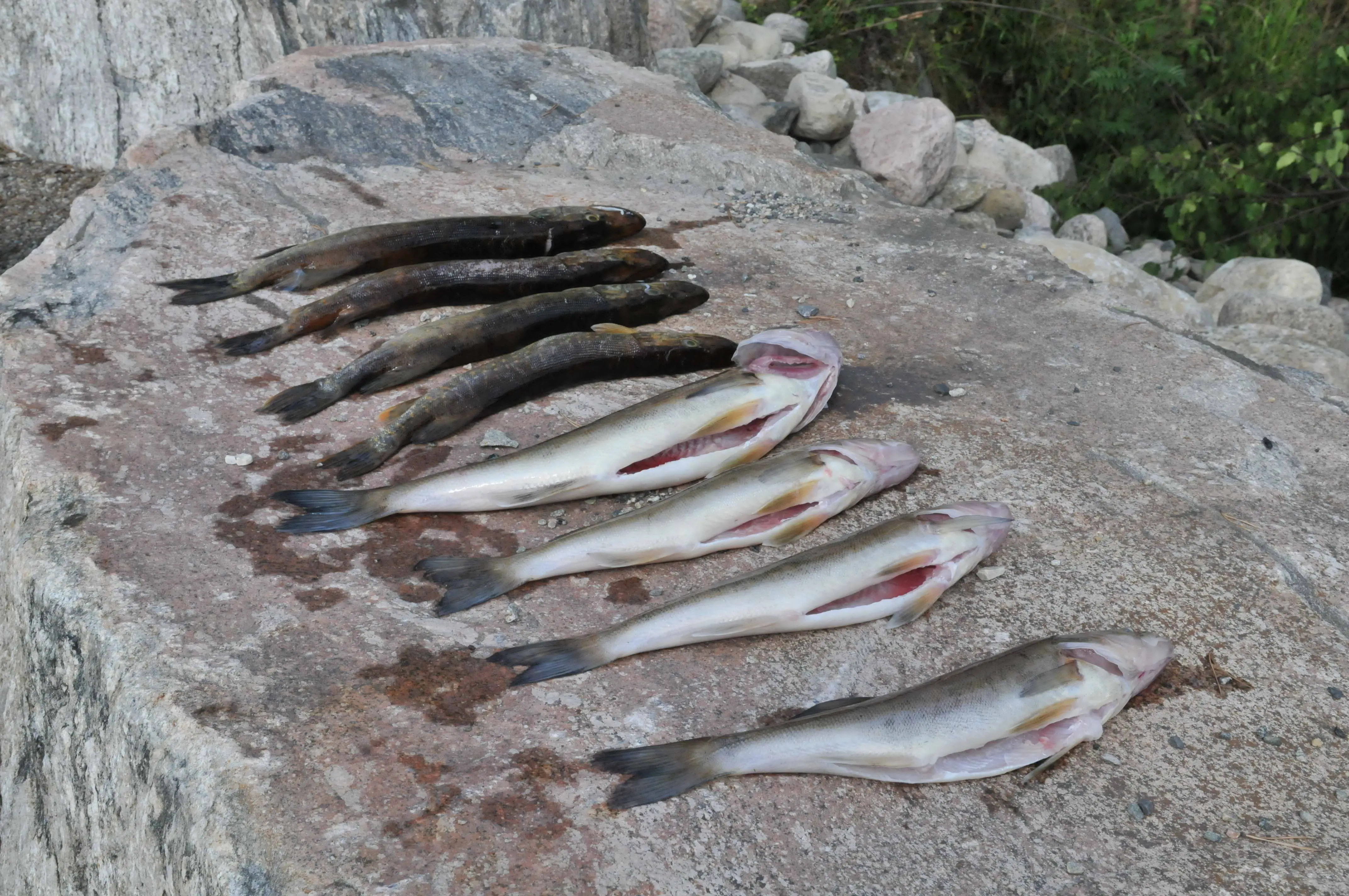 Kalastus Tahkolla: Syväri, taimen ja pilkkiminen